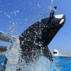 鴨川シーワールドとマザー牧場を一緒に楽しもう☆期間限定特別プラン「シャチと光の花園」
