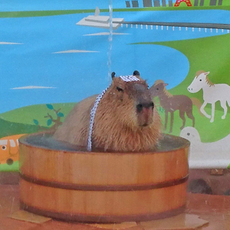 「カピバラの打たせ湯」開催中！