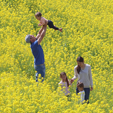 ☆「菜の花」開花状況はこちら☆