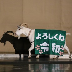新元号記念セレモニー！「ヤギ子による新元号発表」開催中！