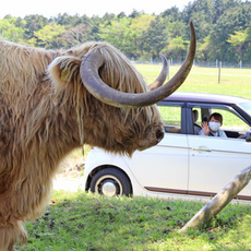 1月16日（土）～2月5日（金）は「ドライブスルーファーム」形式での営業へ変更いたします