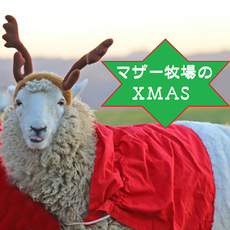 ゆるさがかわいい♡マザー牧場のクリスマス☆