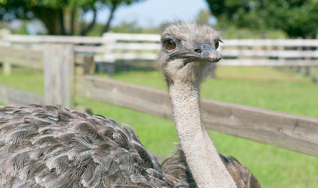 ダチョウ マザー牧場の動物たち 動物とふれあう 牧場で何ができる マザー牧場