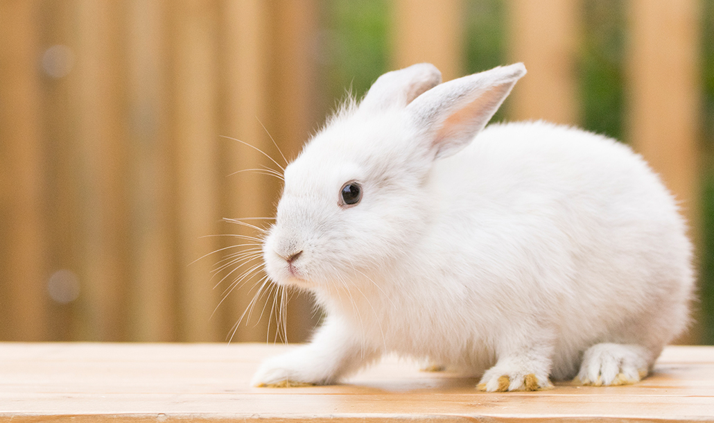 うさぎ マザー牧場の動物たち 動物とふれあう 牧場で何ができる マザー牧場