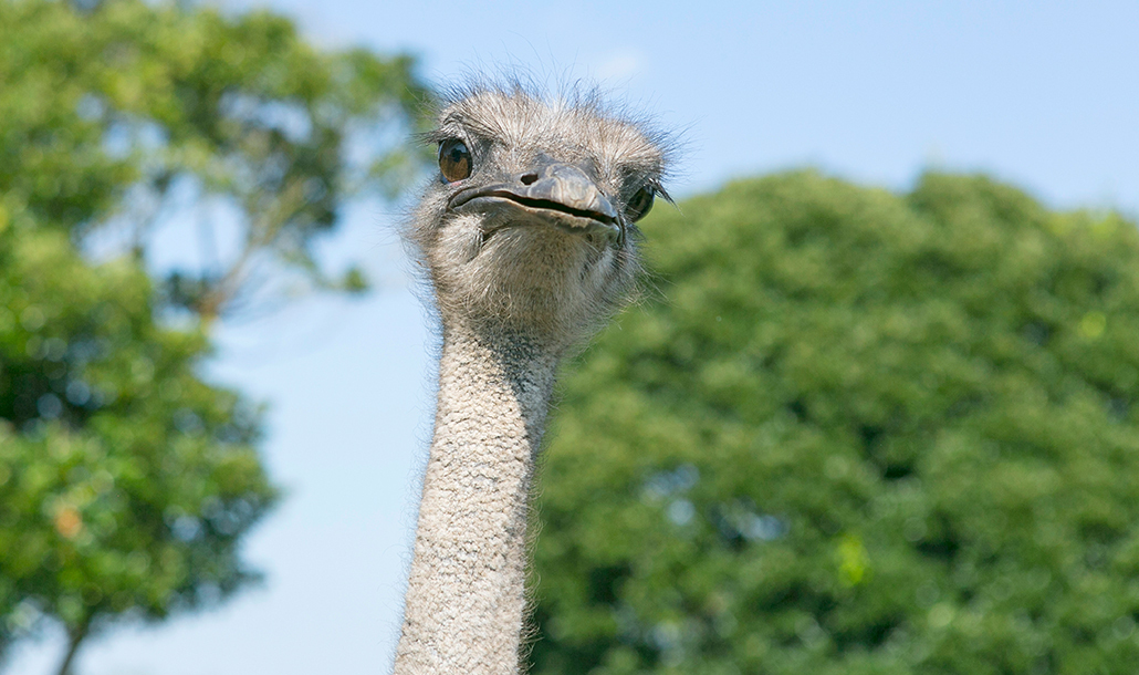 ダチョウ マザー牧場の動物たち 動物とふれあう 牧場で何ができる マザー牧場