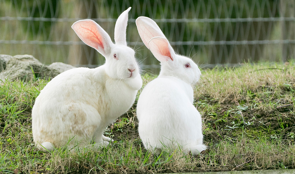 うさぎ マザー牧場の動物たち 動物とふれあう 牧場で何ができる マザー牧場