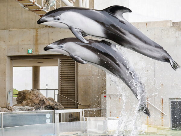 【公式限定・早期予約28日前でお得】【城崎マリンワールド入場券プレゼント】<浦島の膳>夕食アッププラン2026