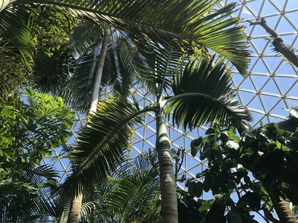 新潟県立植物園 トピックス詳細 湯田上温泉ホテル小柳 公式 新潟市から一番近い温泉宿