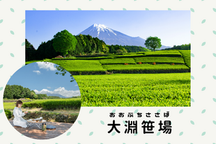富士山と茶畑の郷 大淵笹場