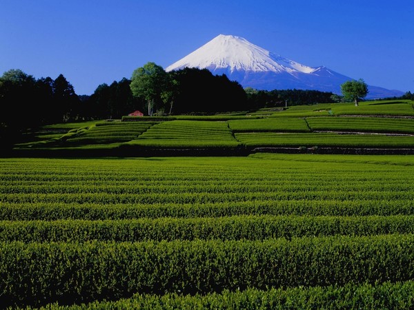  富士山と茶畑 