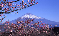 名刹と富士山眺望コース