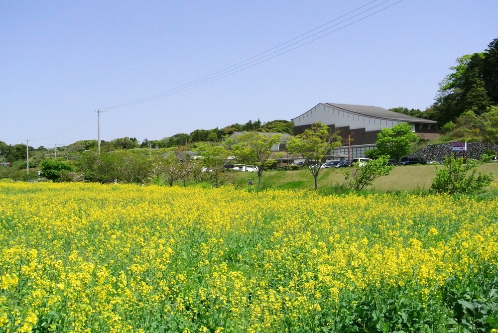 菜の花畑 観光 名所 ふれあe