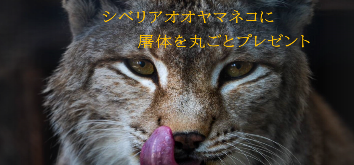 1129(いいにく)の日イベント