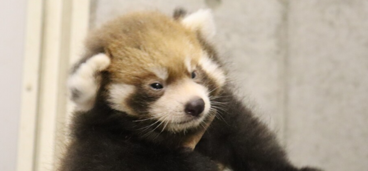 レッサーパンダ赤ちゃん公開予定日のお知らせ