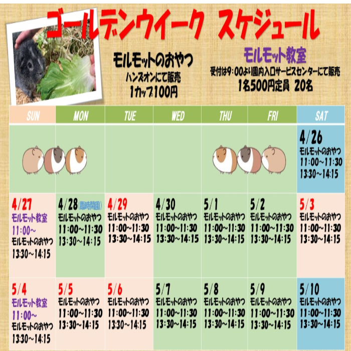 ゴールデンウイーク期間のモルモットイベントスケジュール