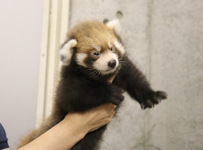 レッサーパンダ赤ちゃん公開予定日のお知らせ