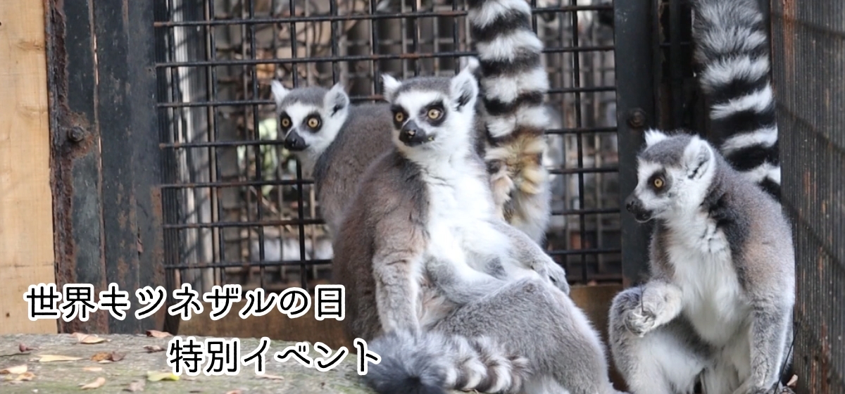 世界キツネザルの日特別イベント
