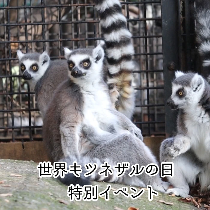 世界キツネザルの日特別イベント