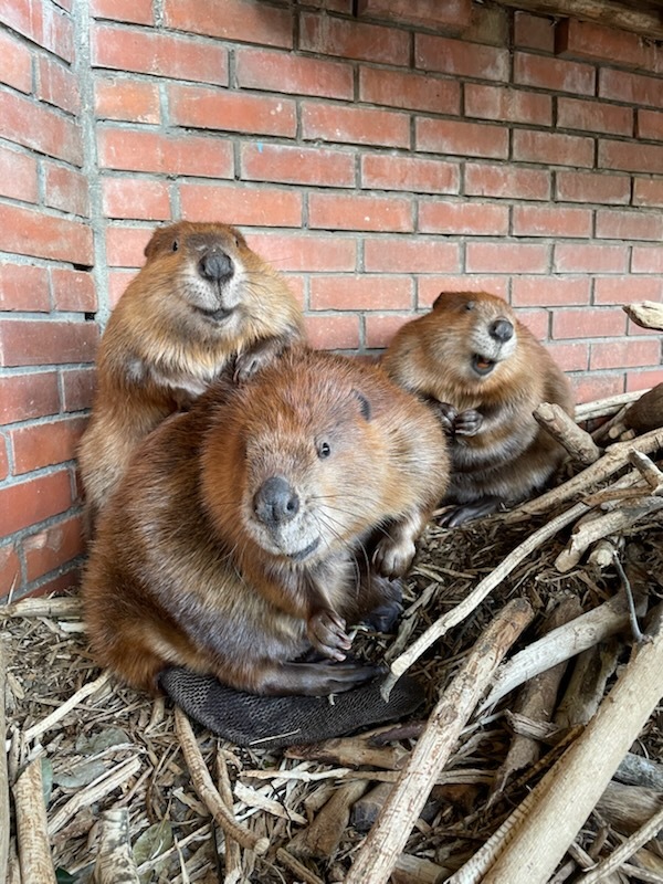 羽村市動物公園 - Hamura Zoo