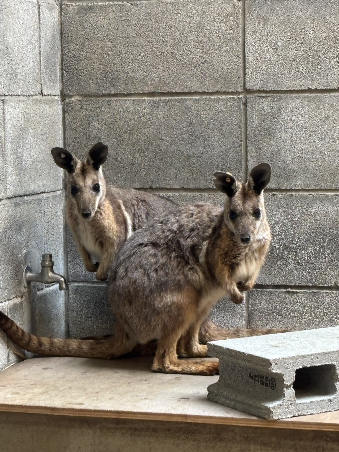 羽村市動物公園 - Hamura Zoo