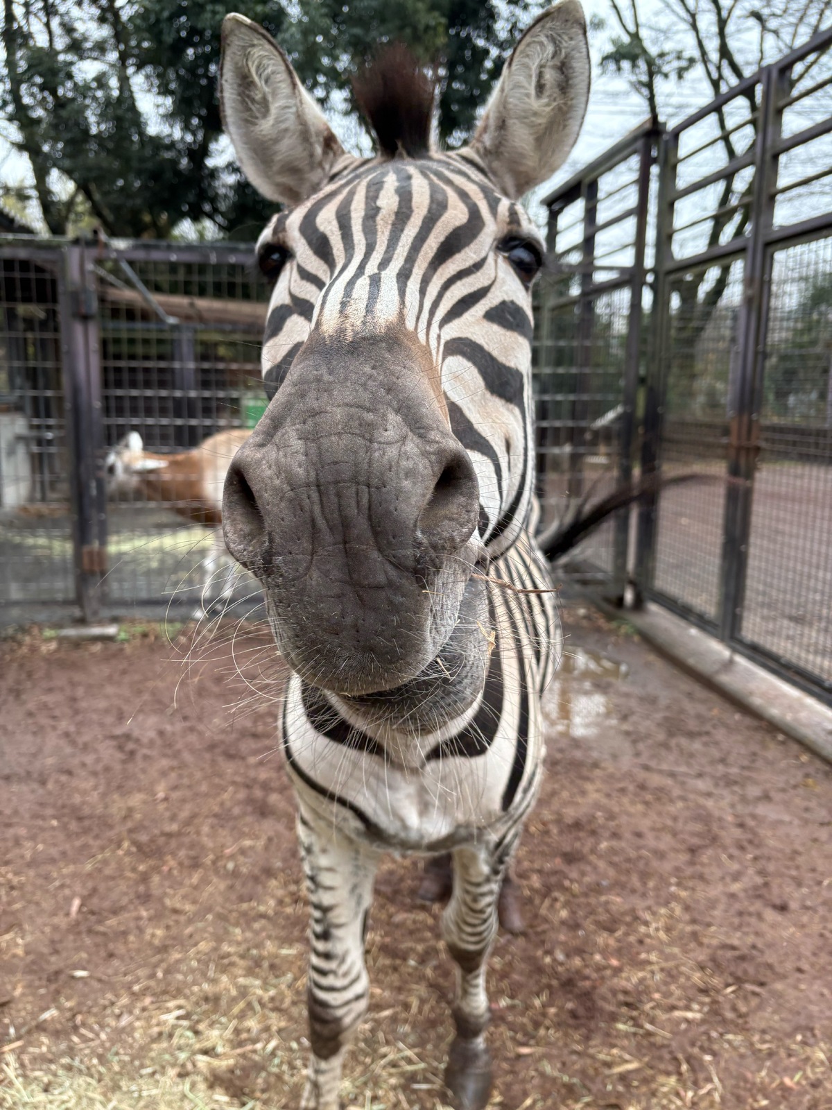 羽村市動物公園 - Hamura Zoo