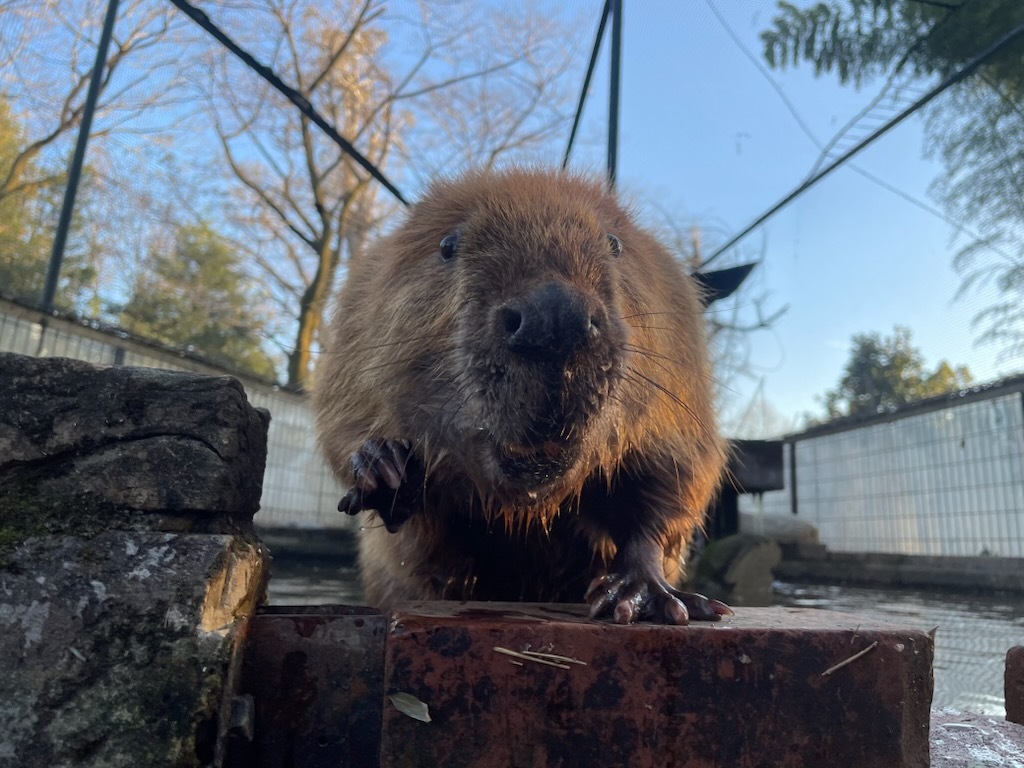羽村市動物公園 - Hamura Zoo