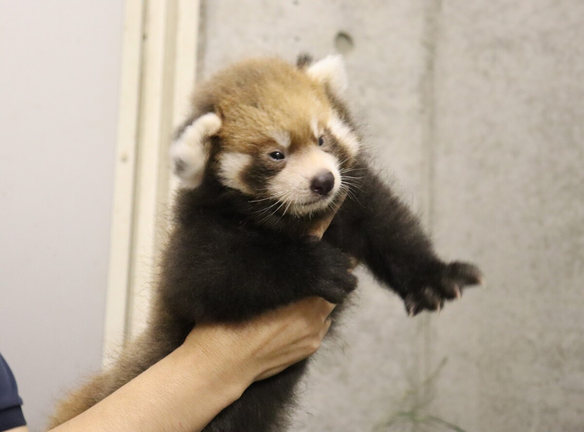 羽村市動物公園 - Hamura Zoo