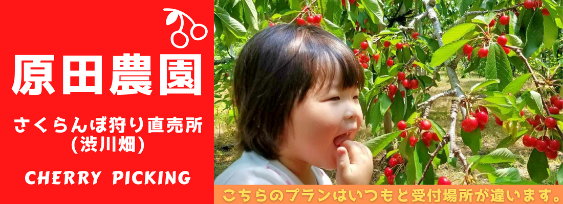 さくらんぼ狩り(渋川畑)