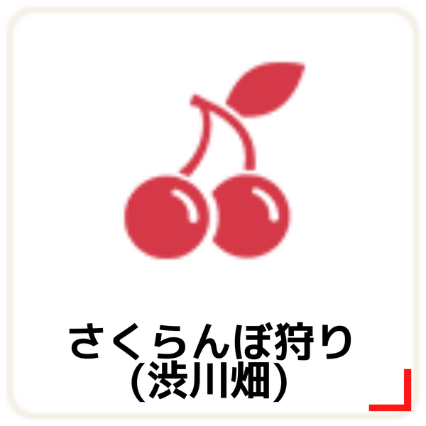 さくらんぼ狩り