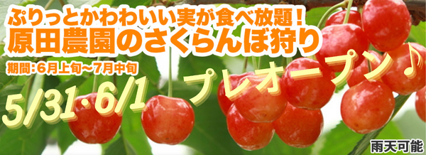原田農園のさくらんぼ狩り