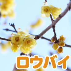 【お花開花状況】ロウバイ