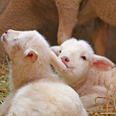 赤ちゃん羊が主役のイベント続々開催！