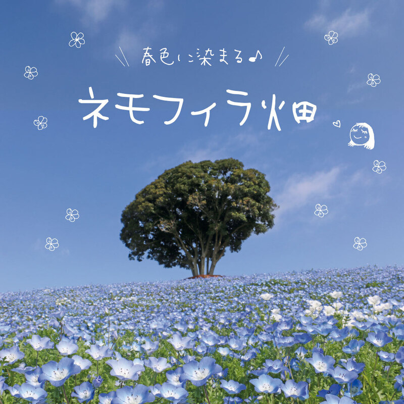 「ネモフィラ」が現在見頃です！