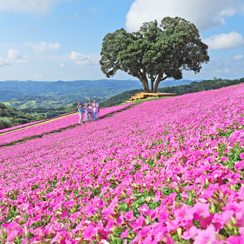 桃色吐息のお花畑