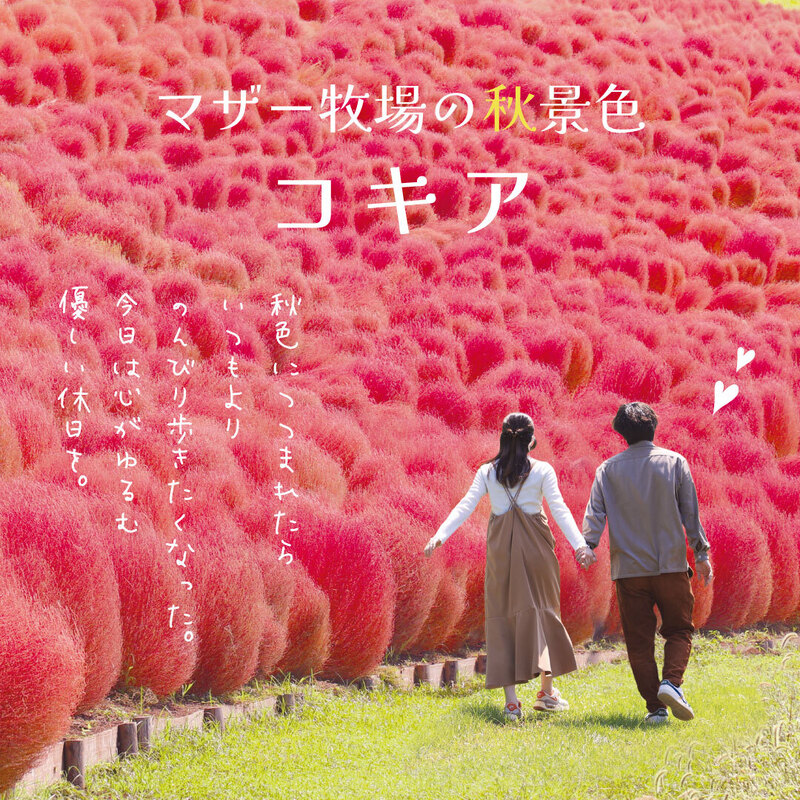 コキア～紅葉期～