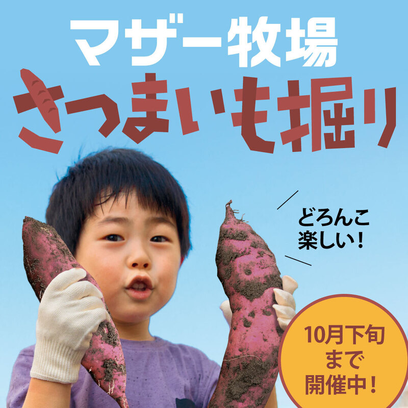 さつまいも掘り