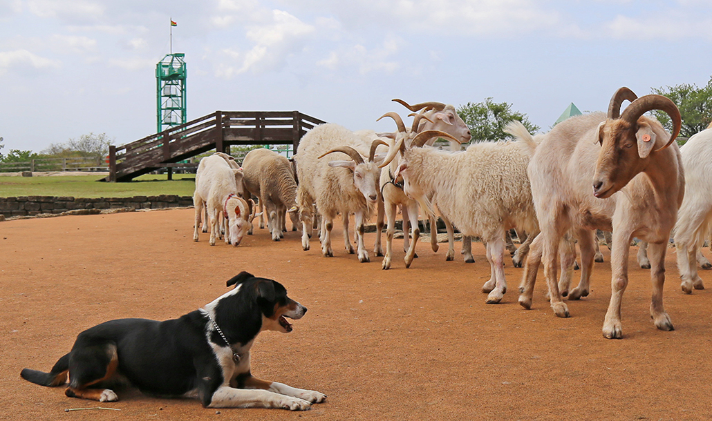 アグロドームショー「牧羊犬とまきばの仲間たち」
