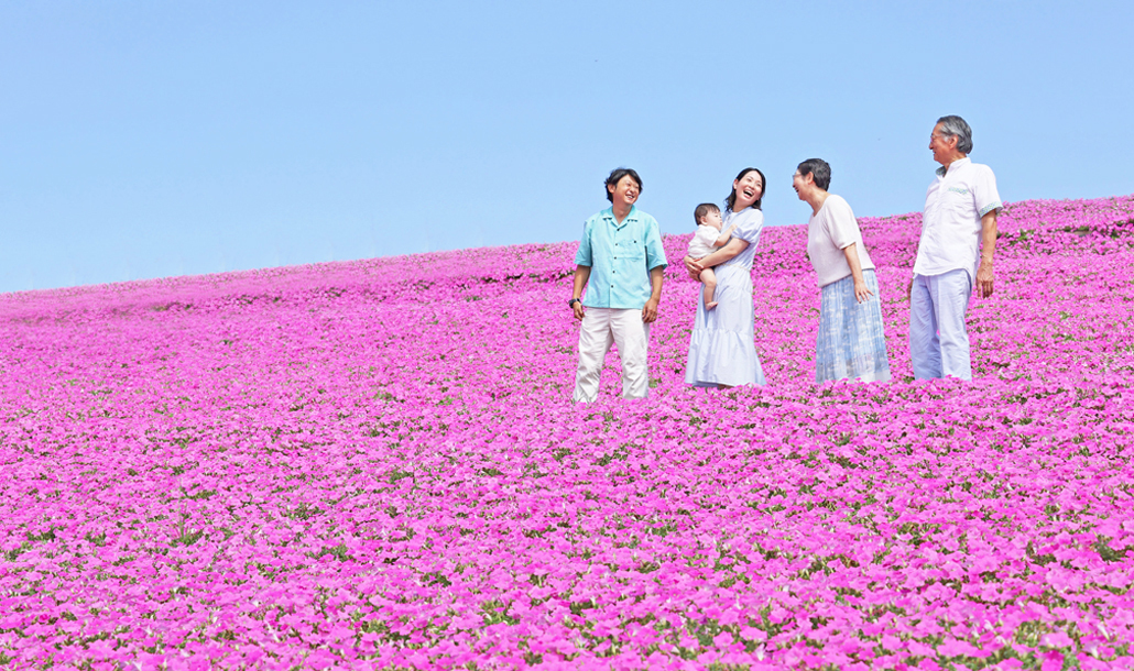 桃色吐息（ペチュニア）│花の鑑賞│牧場で何ができる？│マザー牧場