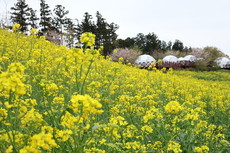 菜の花