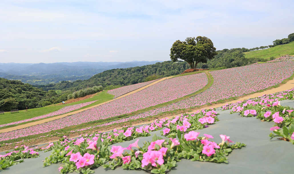 桃色吐息（ペチュニア）