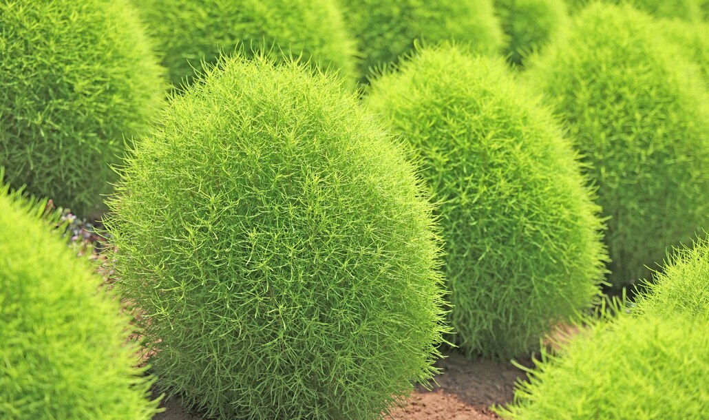コキア