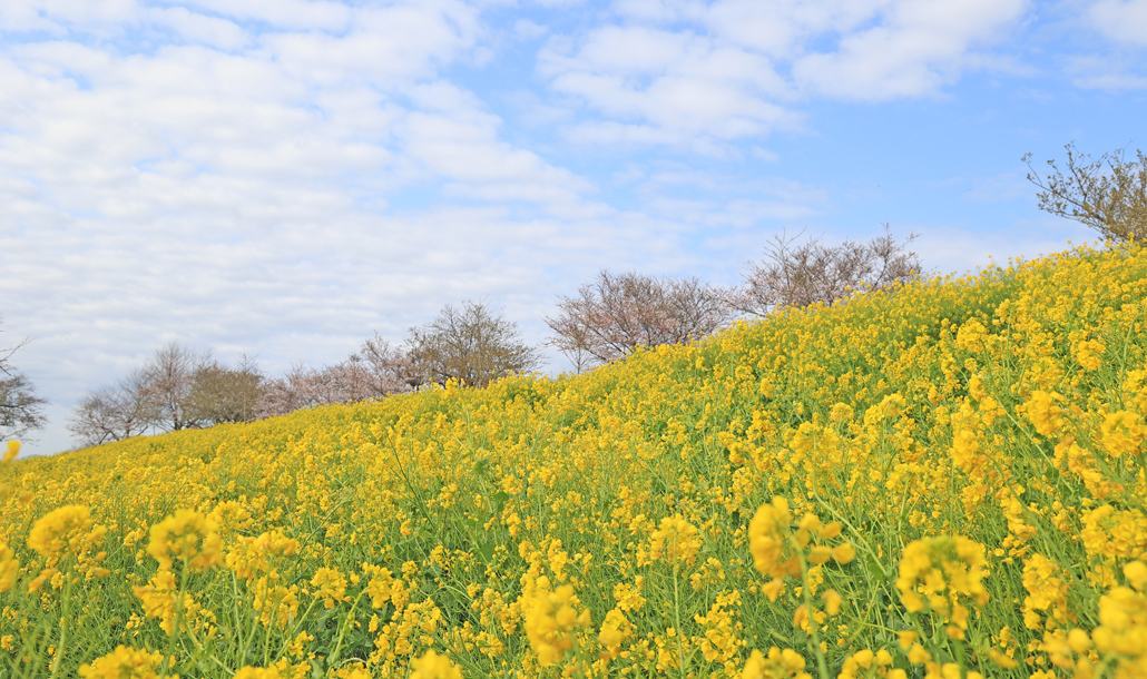菜の花