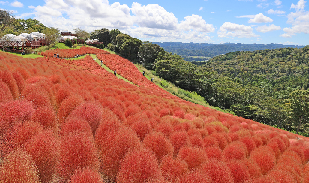 コキア│花の鑑賞│牧場で何ができる？│マザー牧場