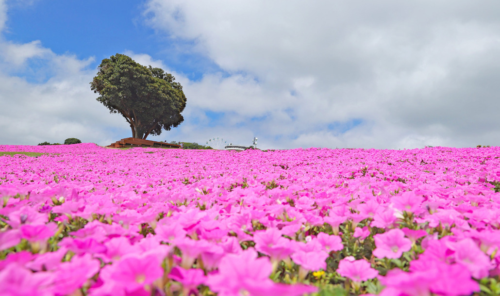 桃色吐息（ペチュニア）│花の鑑賞│牧場で何ができる？│マザー牧場