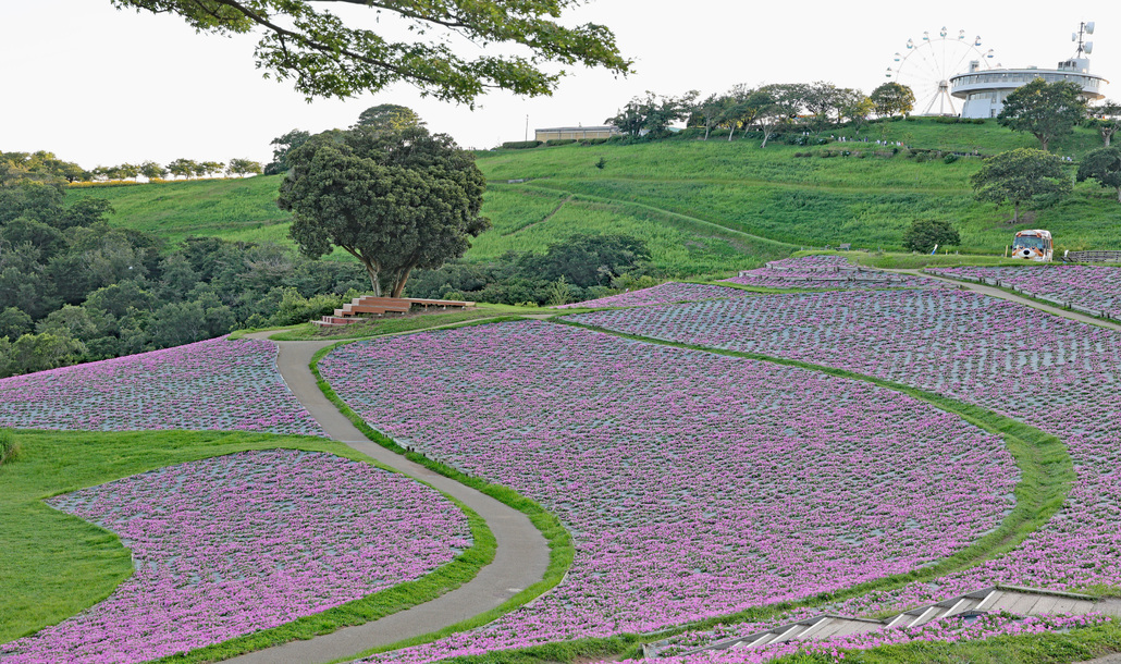 桃色吐息（ペチュニア）│花の鑑賞│牧場で何ができる？│マザー牧場