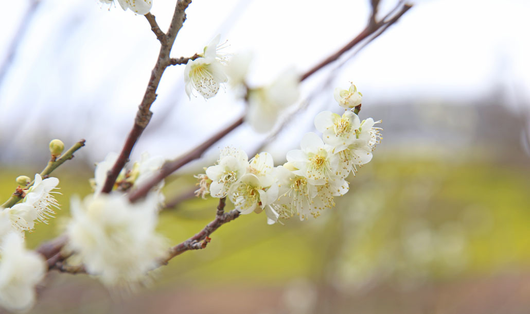 梅│花の鑑賞│牧場で何ができる？│マザー牧場