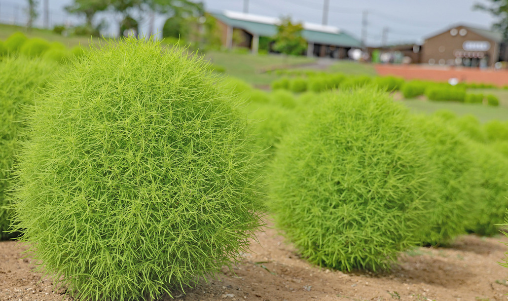 コキア