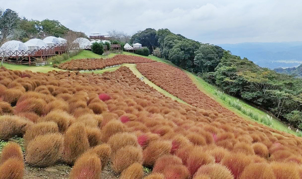 コキア