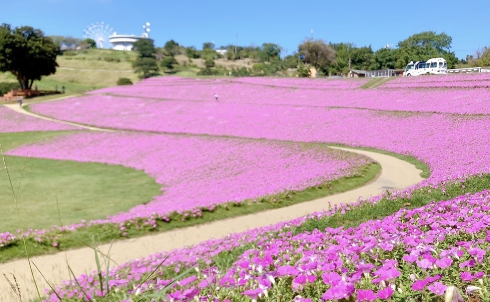 桃色吐息（ペチュニア）