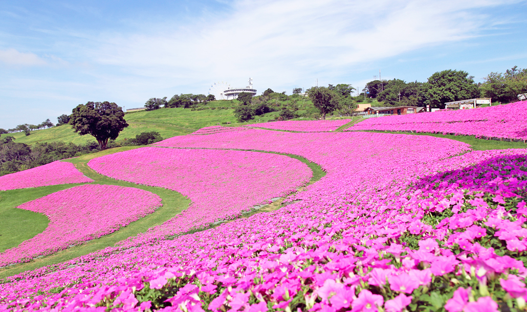 桃色吐息（ペチュニア）